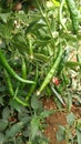 Green bird& x27;s eye chili.it is used extensively in manyÂ Asian cuisines.