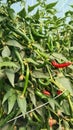 Green bird& x27;s eye chili.it is used extensively in manyÂ Asian cuisines. Royalty Free Stock Photo