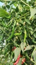 Green bird& x27;s eye chili.it is used extensively in manyÂ Asian cuisines.