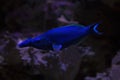 The Green birdmouth wrasse Gomphosus caeruleus.