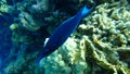 Green birdmouth wrasse or Indian birdmouth wrasse Gomphosus caeruleus. Invalid synonym: Gomphosus caeruleus klunzingeri undersea