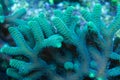Green birdsnest coral Royalty Free Stock Photo