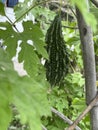 Green bittergourd