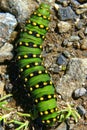 Emperor Moth caterpillar. Close up. England Royalty Free Stock Photo