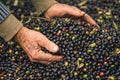 Hands of an old man farmer with bio olives ready to be processed at the mill