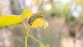 Catterpillar of Papilio machaon. Close up shot. Royalty Free Stock Photo