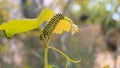 Catterpillar of Papilio machaon. Close up shot. Royalty Free Stock Photo