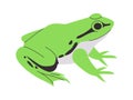 green and black color toad or frog wild nature environment small animal and webbed foot creature