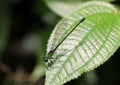 Green and black damselfly perched on a leaf.