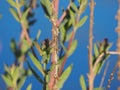 Green and black dragonfly climbing a branch, Lrida, Spain, Europe