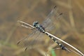 Green black dragonfly Royalty Free Stock Photo