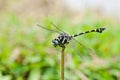 Green black dragonfly Royalty Free Stock Photo