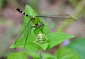 Green and Black Dragonfly Royalty Free Stock Photo