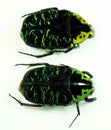 Green black flower beetles isolated on white. Euchroea coelestis macro close up. Collection beetles, cetoniidae