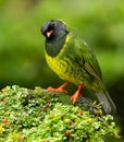 The green-and-black fruiteater is a species of bird in the family Cotingidae. It is found in Colombia Royalty Free Stock Photo