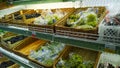 Green and black grapes on supermarket shelves for sale. Fresh natural food. Healthy eating. Retail industry. Grocery shopping.