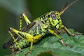 A green and black grasshopper is sitting on a leaf Royalty Free Stock Photo