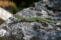 A green and black lizard 2