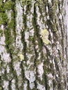 Green Black Moss growing on Aspen Tree Trunks White Bark Textured Close up