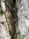 Green Black Moss growing on Aspen Tree Trunks White Bark Textured Close up