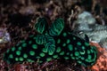Green and Black Nudibranch in Raja Ampat Royalty Free Stock Photo