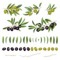 Green and black olives with leaves and branch collection. Vector illustration Royalty Free Stock Photo