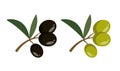 Green and black olives and leaves isolated on white background. Royalty Free Stock Photo