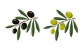 Green and black olives and leaves isolated on white background. Royalty Free Stock Photo