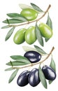Green and black olives with leaves.