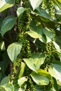 Green Black Pepper