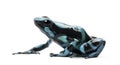 Green and Black Poison Dart Frog Royalty Free Stock Photo