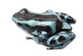 Green and Black Poison Dart Frog Royalty Free Stock Photo