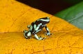 Green and black poison dart frog , costa rica Royalty Free Stock Photo