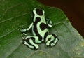 Green and black poison dart frog , costa rica Royalty Free Stock Photo