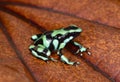 Green and black poison dart frog , costa rica Royalty Free Stock Photo