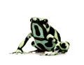 Green And Black Poison Dart Frog - Dendrobates Aur