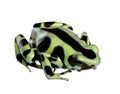 Green and Black Poison Dart Frog - Dendrobates aur Royalty Free Stock Photo