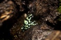 Green and Black Poison Dart Frog, dendrobates auratus, Adult, Costa Rica Royalty Free Stock Photo