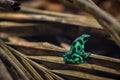 Green and black poison dart frog (Dendrobates auratus) in Cahuita National Park (Costa Rica) Royalty Free Stock Photo