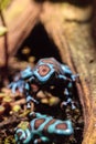 Green and black poison dart frog Dendrobates auratus Royalty Free Stock Photo