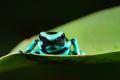 Green Black Poison Dart Frog, Dendrobates auratus, in nature habitat. Beautiful motley frog from tropical forest in South America. Royalty Free Stock Photo
