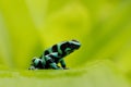 Green Black Poison Dart Frog, Dendrobates auratus, in nature habitat. Beautiful motley frog from tropic forest in South America. Royalty Free Stock Photo