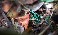 Green and black poison dart frog Dendrobates auratus Royalty Free Stock Photo