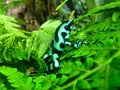 Green and black poison dart frog on green fern Royalty Free Stock Photo