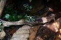 Green & Black Poison Dart Frog