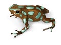 Green and Black Poison-Dart Frog - vector