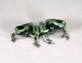 Green and black poison dart frogs 1 Royalty Free Stock Photo