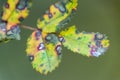 green black spots leaf macro macro abstract bright on the background veins autumn blurred bokeh Royalty Free Stock Photo