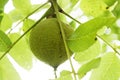 Green black walnut on tree