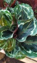 Green Black White Leaves Pattern Of Calathea A Tropical Plant